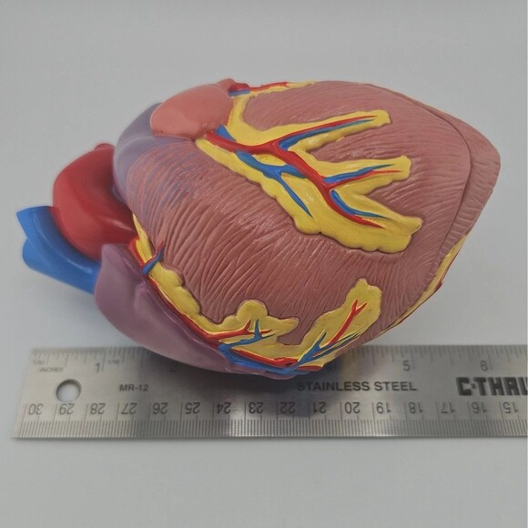 1996 GPI Anatomical Heart Model 5.5 in x 3 in ~ 2 Parts, No Display Stand, EUC - Picture 9 of 10